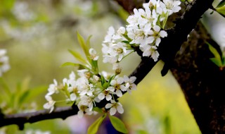 李子树的花叫什么名字（李子树的花叫什么花）