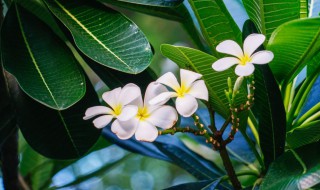 鸡蛋花盆栽怎么养（鸡蛋怎样养花）