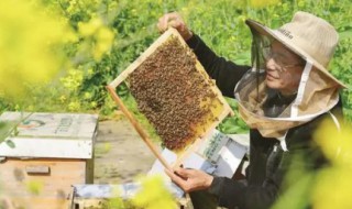 葫芦蜂的养殖方法 葫芦包蜂养殖方法