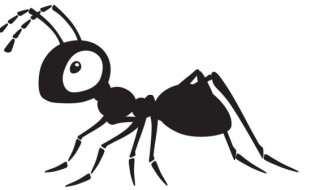 蚂蚁的寿命一般是多长时间（蚂蚁的寿命是多长时间?）