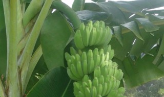 芭蕉树和香蕉树是同一种植物吗 芭蕉树和香蕉树是同一种植物吗为什么