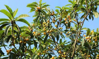 枇杷果树种植方法（枇杷果的种植方法）