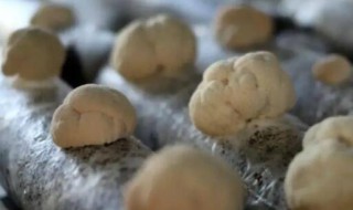 新鲜猴头菇煮15分钟可以吗 新鲜猴头菇煮10分钟能吃吗