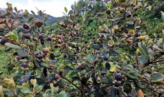 山稔子如何种植（广东山稔子种植基地）