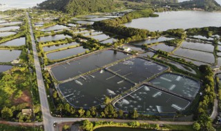 什么鱼可以跟樱花虾共养 可以和樱花虾混养的鱼