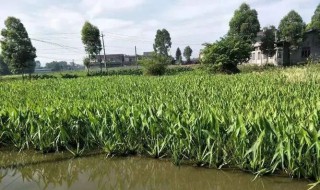 能吃的水生植物慈菇如何种植 慈菇是水生植物吗