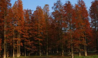 红松树种植方法 红松树什么地方可以种