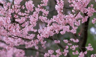 广州春天最早开花的花是什么花 广州春天开的花有哪些