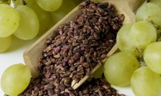 葡萄籽怎么种小盆栽 怎么种葡萄籽最简单的方法
