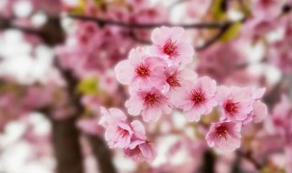 樱花是哪个国家的国花 樱花是哪个国家的国花呢