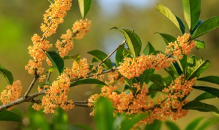 桂花树叶子掉光了还能活吗（桂花树叶子都掉光了还能活吗）