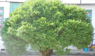 黄杨树养殖方法 黄杨树的种植方法和栽培技术讲解