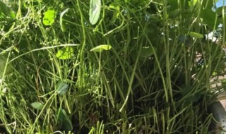 蜈蚣草养殖方法 蜈蚣草的养殖方法