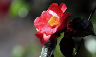 山茶花南方盆栽怎么配土壤 山茶花土壤怎样配