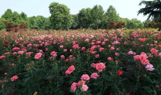 杭州市有几个花市（杭州有花市吗）