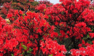 为什么杜鹃花是深圳的市花 为什么杜鹃是深圳市的市花