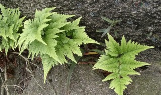 骨碎补怎么种植 骨碎补种植技术