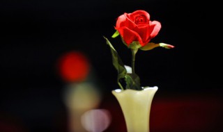 八支玫瑰花的花语是什么 8朵玫瑰花语代表什么意思