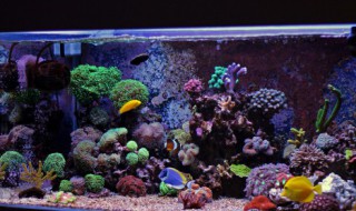 海里的珊瑚可以放到鱼缸里吗（珊瑚石放鱼缸里起什么作用）