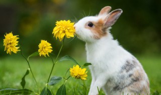 兔子可以晒太阳吗 刚刚出生几天小兔子可以晒太阳吗