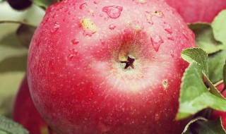苹果树盆栽栽培方法是什么（盆栽苹果树栽培技术）