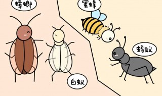 工蚁和兵蚁有什么区别 工蚁和兵蚁是什么意思