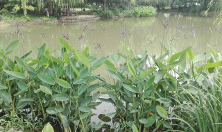 水生植物的生长需要什么（水生植物的生长需要什么条件）