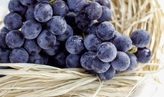早紫玫瑰是什么样的葡萄品种 淡紫色葡萄是什么品种