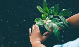 单子叶植物和双子叶植物的区别 单子叶植物和双子叶植物的区别要点