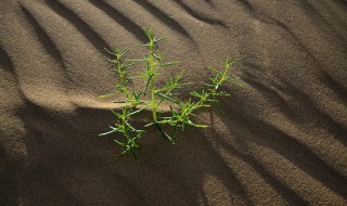 戈壁滩上生长的植物有哪些（戈壁滩上长的植物是什么）