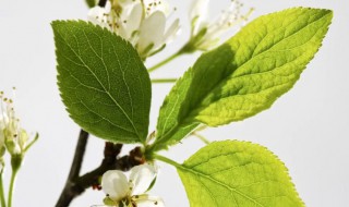 梅花叶子发黄干枯怎么回事 梅花叶边枯黄