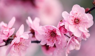 梅花的繁殖植方法 梅花繁殖最好方法