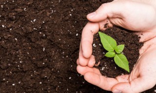土壤能为植物的生长提供哪些条件 最有利于植物生长的土壤是什么土壤