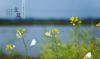 立夏不种瓜什么意思（清明种瓜,立夏开花是什么意思）