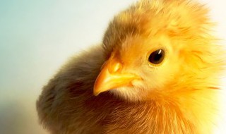 为什么小鸡刚出壳就会走路和吃东西 小鸡出壳会自己吃东西吗