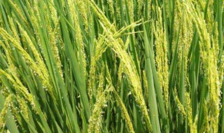 水稻抽穗期时间 水稻抽穗期多长时间