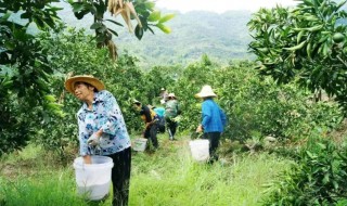 栗树一年施几次肥什么时候施肥 板栗树什么时候施肥施什么肥