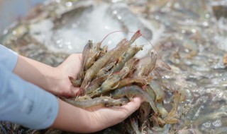 新鲜活虾怎么保存 新鲜活虾怎么保存到晚上