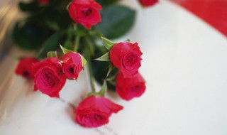 水植玫瑰花的養殖方法 玫瑰花養殖方法水養