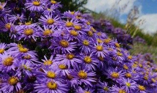 紫苑花的養殖方法 紫苑如何種植