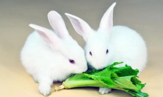 小白兔吃什么食物 小白兔吃什么食物的样子