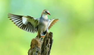 丝光椋鸟是保护动物吗（丝光椋鸟是留鸟吗）