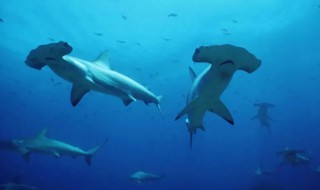 锤头鲨是保护动物吗 锤头鲨是什么动物