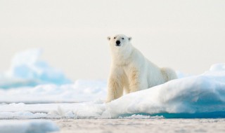 北极熊是保护动物吗 北极熊是珍惜动物吗?