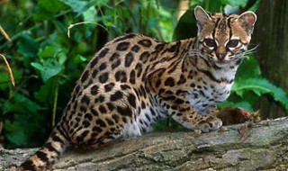 野生豹猫是保护动物吗 野生豹猫是保护动物吗?