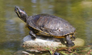 陆龟是国家保护动物吗 陆龟是国家保护动物吗?能养吗?