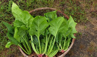 菠菜种子催芽方法 菠菜种子怎样浸种催芽