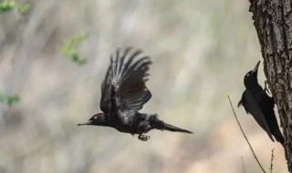 啄木鸟是国家保护动物吗（大斑啄木鸟是国家保护动物吗）