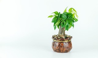 什么植物能代表金子放家里（金钱子树摆在家里好吗?）