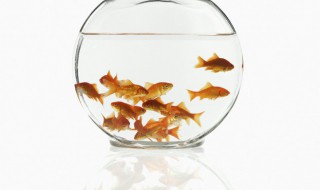 如何养好鱼的鱼缸 怎样鱼缸养鱼